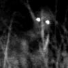 The Rake (creepypasta)